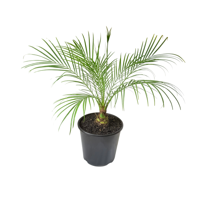 6L Dwarf Date Palm - Phoenix roebelenii