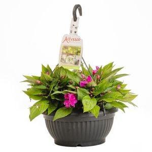 270mm Alfresco Colour Garden Hanging Basket