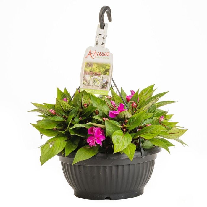 270mm Alfresco Colour Garden Hanging Basket