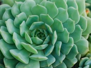 Echeveria Plant