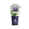 140mm Lavandula English Summer Purple