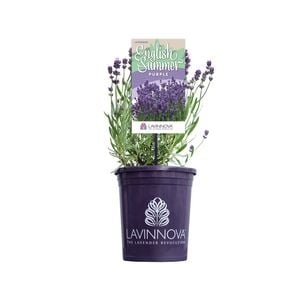 140mm Lavandula English Summer Purple