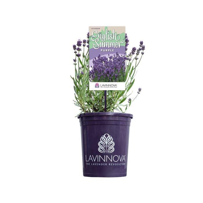 140mm Lavandula English Summer Purple