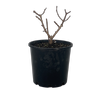 4.5L Hydrangea Diamond Rouge - Hydrangea paniculata