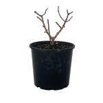 4.5L Hydrangea Diamond Rouge - Hydrangea paniculata