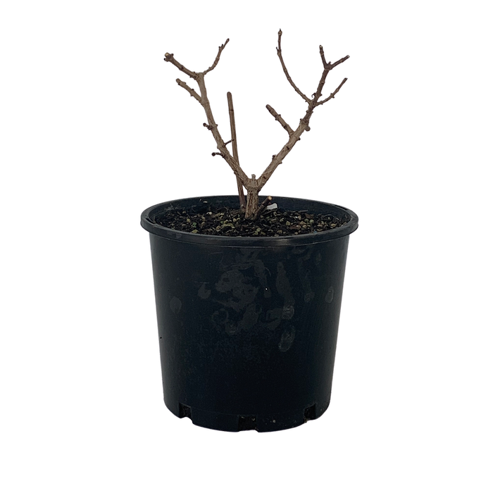 4.5L Hydrangea Diamond Rouge - Hydrangea paniculata