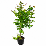  200mm Japanese Maple - Acer palmatum