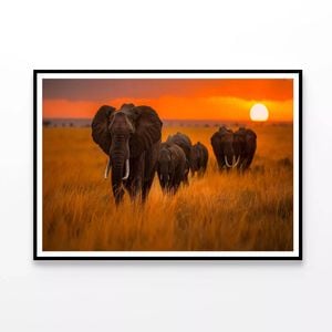 Elephants Walking at Sunset  Print 100% Australian Made 120x90cm  (Poster)