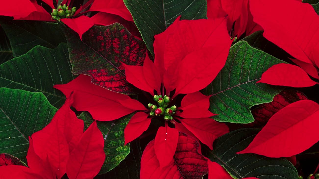 Close up of a Poinsettia plant with bright red and green tapered leaves and green flower buds.