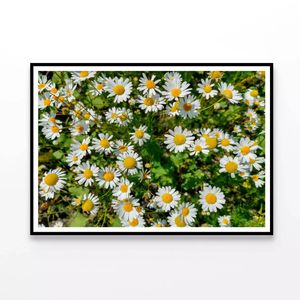 Daisies Flowers Plants in Bloom  Print 100% Australian Made 90x60cm  (Poster)