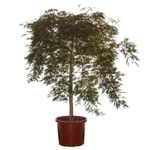 330mm Weeping Japanese Maple Orangeola - Acer palmatum dissectum