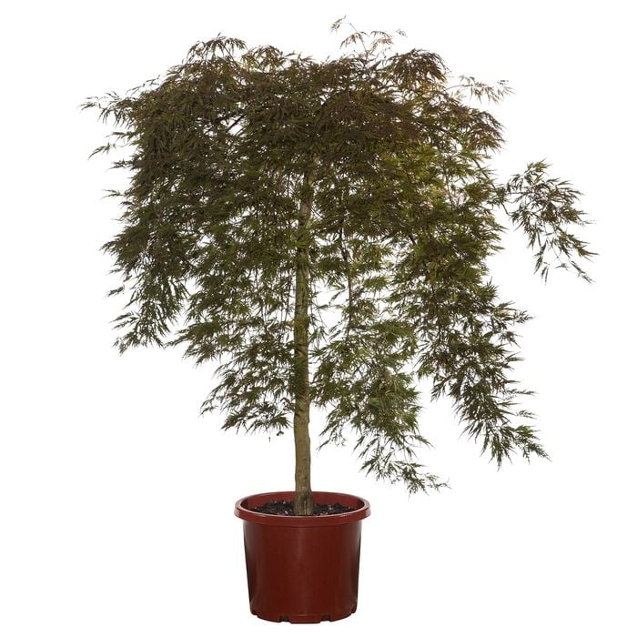 330mm Weeping Japanese Maple Orangeola - Acer palmatum dissectum