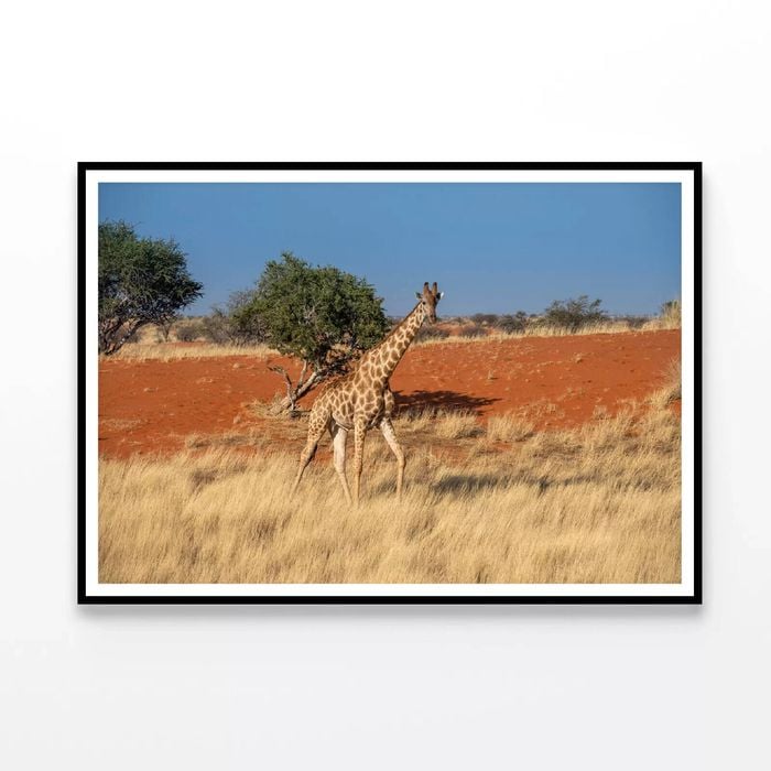 Giraffe Walking In Field  Print 100% Australian Made 120x90cm  (Poster)