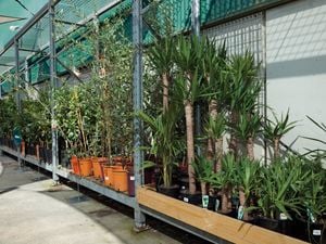 assortment of native plants