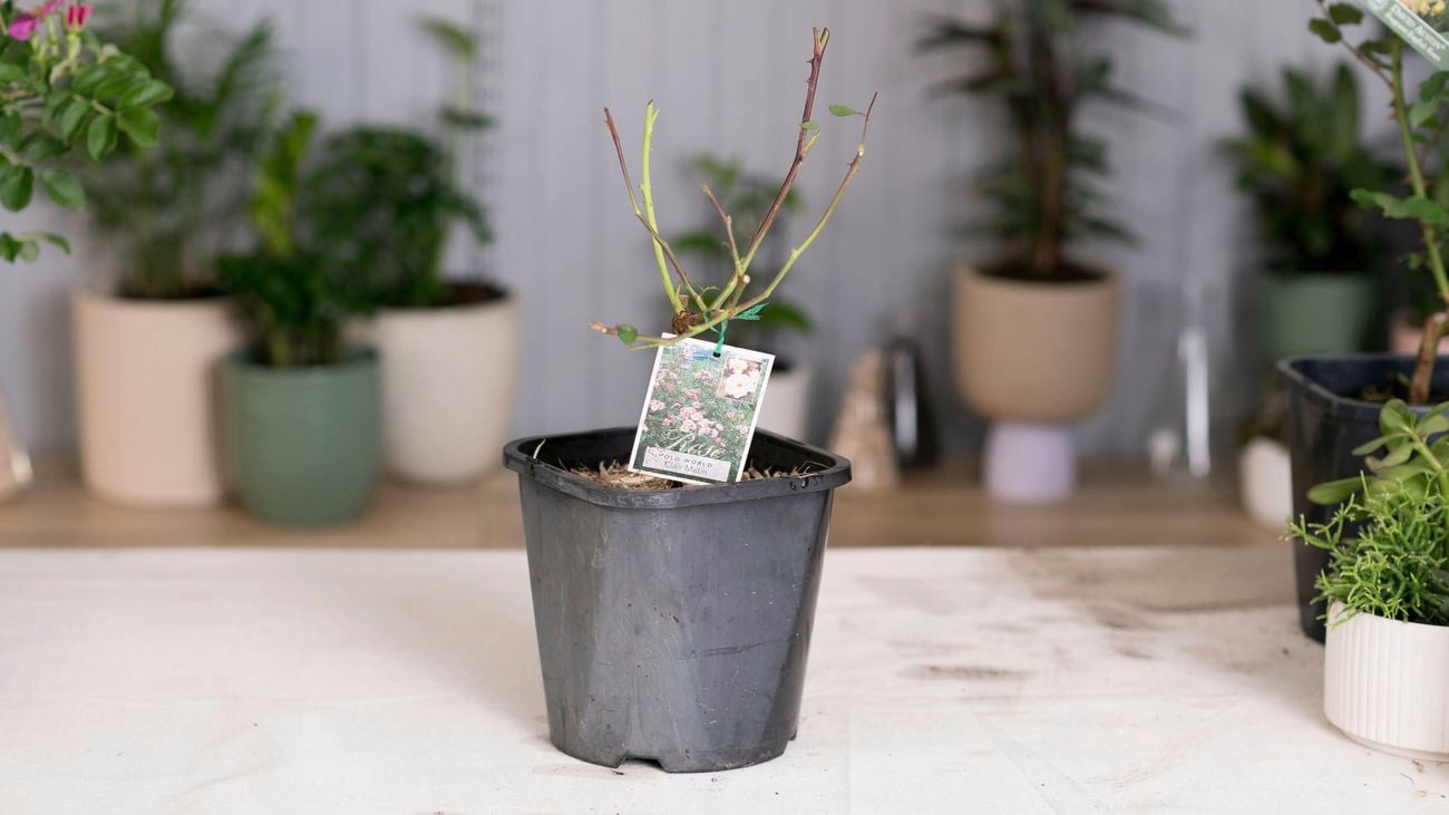 A bare-rooted plant is placed in a container.