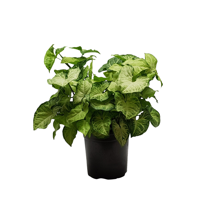 170mm Syngonium White Butterfly