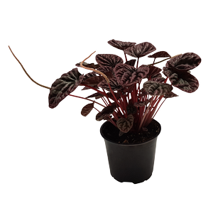 120mm Peperomia Burgundy - Peperomia caperata