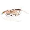 2 Pack of Chasebaits 65mm Flick Prawn Jnr Softbody Lure - Tiger Prawn