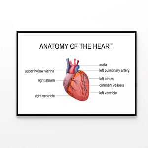 Human Heart Cardiology Illustration  Print 100% Australian Made 90x60cm  (Poster)