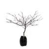 600mm Cornus controversa Variegata - Wedding Cake Tree