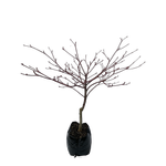 600mm Cornus controversa Variegata - Wedding Cake Tree