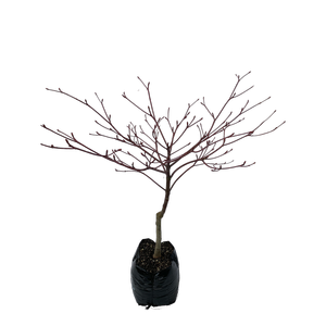 600mm Cornus controversa Variegata - Wedding Cake Tree