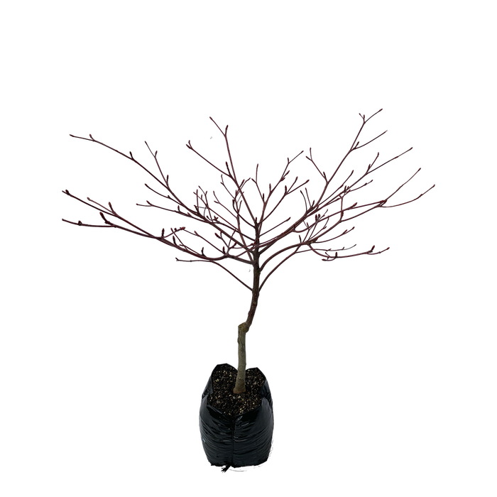600mm Cornus controversa Variegata - Wedding Cake Tree