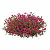 130mm Moss Rose - Portulaca pizzazz