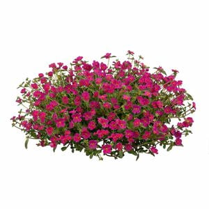 130mm Moss Rose - Portulaca pizzazz