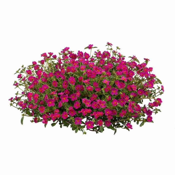 130mm Moss Rose - Portulaca pizzazz
