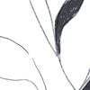Wallpaper Trader Vine