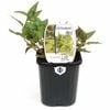 95mm Mint Vietnamese - Polygonum odoratum - Food For Life Range