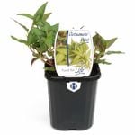 95mm Mint Vietnamese - Polygonum odoratum - Food For Life Range
