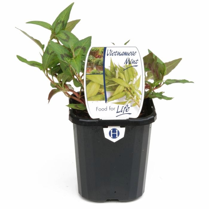 95mm Mint Vietnamese - Polygonum odoratum - Food For Life Range