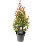 200mm Syzygium Up And Away Pbr - Syzygium australe
