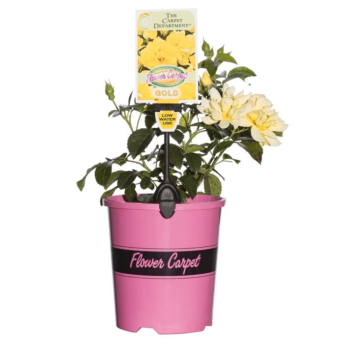 2.5L Gold Carpet Rose
