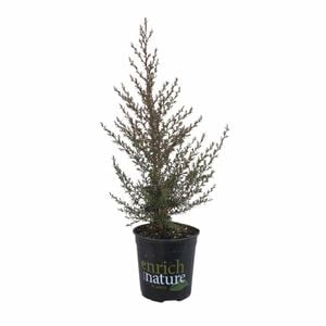 170mm Keatleyii - Leptospermum