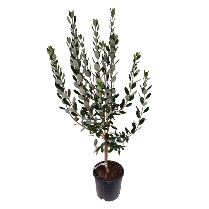 10L Feijoa Mammoth - Acca sellowiana Mammoth