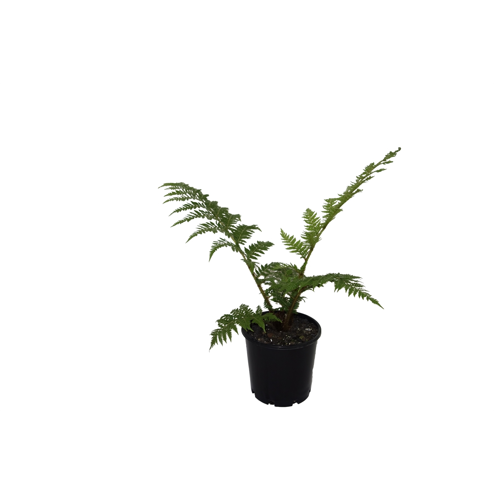 indoor modern plant pots Matt White Ceramic Pot Holder | Planter