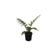 200mm Coin Spotted Tree Fern - Cyathea cooperi