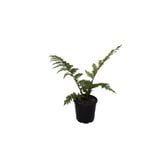 200mm Coin Spotted Tree Fern - Cyathea cooperi