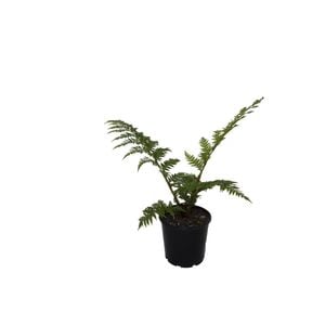 200mm Coin Spotted Tree Fern - Cyathea cooperi