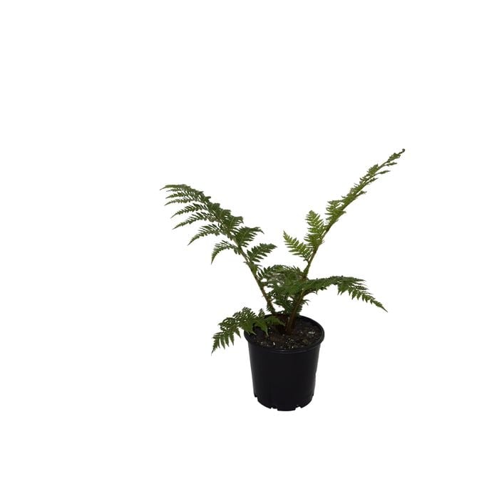 200mm Coin Spotted Tree Fern - Cyathea cooperi