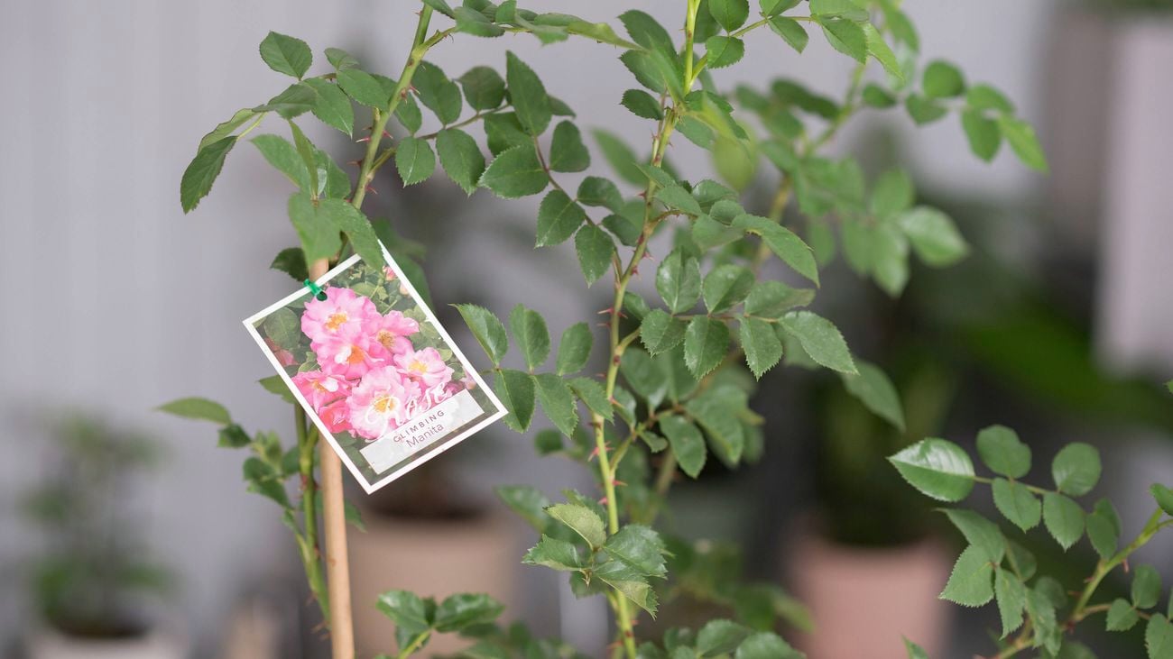 A rose plant with a tag labelled