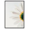 Galrie Stunning CloseUp Daisy Flower Art Print Nature Photography for Home Decor, Black Frame, A2 42 x 60cm (16 x 24inch)