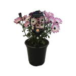 3.5L Cape Daisy - Osteospermum