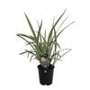 1.9L Dianella Wyeena - Wyeena Dianella tasmanica