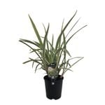 1.9L Dianella Wyeena - Wyeena Dianella tasmanica