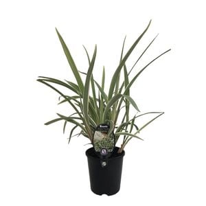 1.9L Dianella Wyeena - Wyeena Dianella tasmanica
