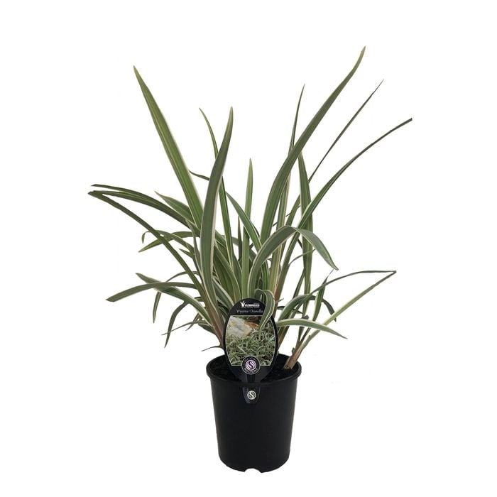 1.9L Dianella Wyeena - Wyeena Dianella tasmanica